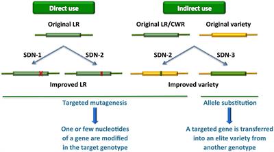 Genetic Transformation and Genomic Resources for Next-Generation Precise Genome Engineering in Vegetable Crops